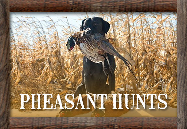 Guided Pheasant Hunts with Eagle Pass Lodge