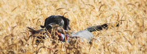 2014 South Dakota Pheasant Season