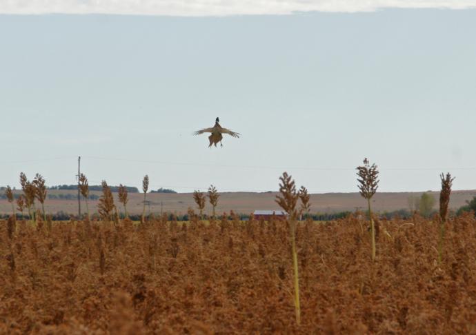 Pheasant Falling Page 3/3 - Pheasant Hunting Field Photos by Eagle Pass Lodge - South Dakota