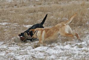 Dog Photos